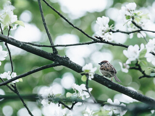 希望疫情早日结束的说说(希望疫情早日结束的文案)